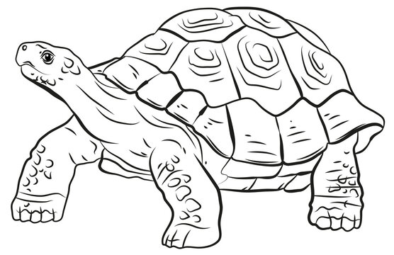 Animals, our faithful friends. Black and white image of a turtle, coloring book for children.
