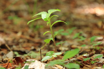 林の中の力強い成長