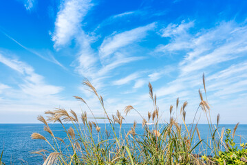 Reed close-up on the coast, beautiful coastal scenery