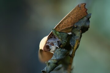 Macro shot Brown Moth, Brown wings spread. Night Butterfly Spread wings and stand on fingers