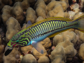 redsea junker fish swims in front of the camera