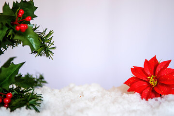 Red Poinsettia flower with Mistletoe in snow. white Christmas Background with holiday theme.