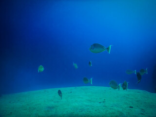 Fototapeta na wymiar sandy hills on the seabed with fishes in blue water