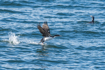 Fototapeta premium Imperial Shag (Phalacrocorax atriceps) in Ushuaia area, Land of Fire (Tierra del Fuego), Argentina
