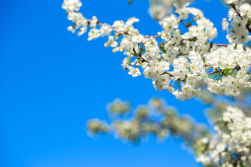 blooming with small white flowers delicate aerial branch on the background of a blue sky 