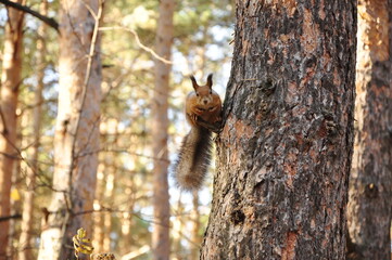 Red squirrel sitting on a tree branch
