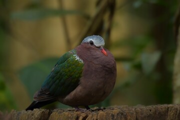 There is hair on the back, fresh green. Straight near the base of the tail, two white stripes across The characteristics of males and females are different. The male has a white forehead and eyebrows.