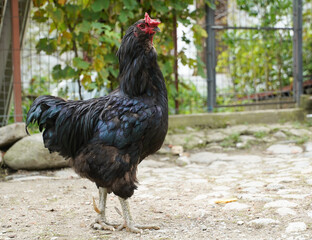 black cock proud of his yardin a summer day