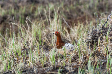 Molting male of Willow Ptarmigan (Lagopus lagopus) in Barents Sea coastal area, Russia