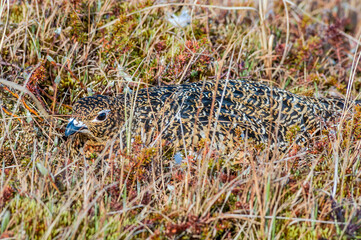 Willow Ptarmigan (Lagopus lagopus) female at nest in Barents Sea coastal area, Russia