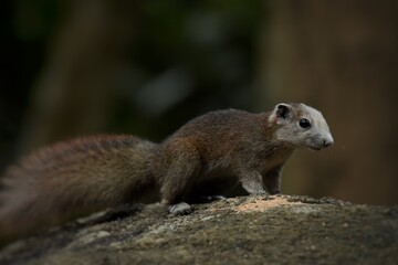 Is a mammal Has a small body size The fur is covered throughout the body. Eyes are round, black. The tail is bushy, arranged in rodents.