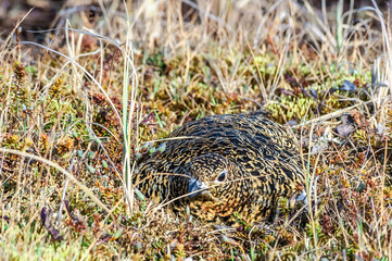 Willow Ptarmigan (Lagopus lagopus) female at nest in Barents Sea coastal area, Russia