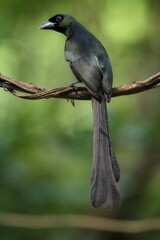 The black eye of the crown and the occiput is dark blue. It is the head of the eyes, the front of the rump and the lower body, reddish brown, the middle of the neck is white. The wings are dark brown