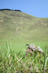 奈良県　曽爾高原