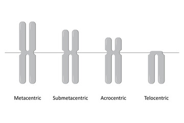 Type of chromosome, Classification of chromosomes according to the position of centromere, Metacentric, Submetacentric, Acrocentric, Telocentric