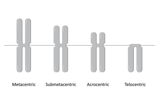 Type of chromosome, Classification of chromosomes according to the position of centromere, Metacentric, Submetacentric, Acrocentric, Telocentric