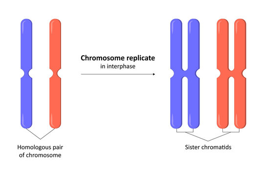 Step of chromosome replicate in interphase, molecular biology
