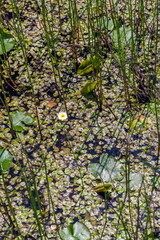 Water plant with a flower on the water surface in summer (Background, banner, Wallpaper, texture)