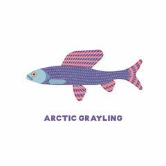 Vector illustration of Arctic Grayling fish - (Thymallus thymallus). Flat icon, white background. 