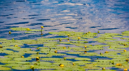 Water plant with a flower on the water surface in summer (Background, banner, Wallpaper, texture)
