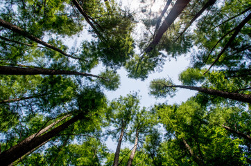 Sky close-up in the woods