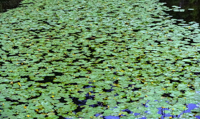 Water plant with a flower on the water surface in summer (Background, banner, Wallpaper, texture)
