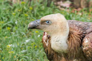 Griffon Vulture (Gyps fulvus) in the foothills of Caucasus, Republic of Dagestan, Russia