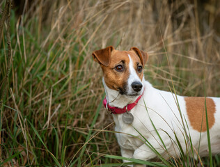 jack russell terrier hunting found a trail, natural background,