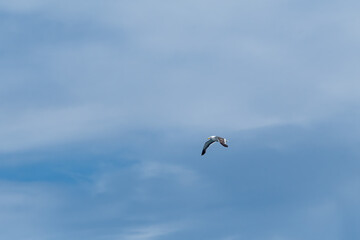 Kelp Gull (Larus dominicanus) in Ushuaia area, Land of Fire (Tierra del Fuego), Argentina