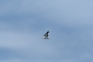Kelp Gull (Larus dominicanus) in Ushuaia area, Land of Fire (Tierra del Fuego), Argentina