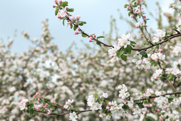 blooming with small white flowers delicate aerial branch on the background of a blue sky 