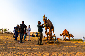 owner controling his camel at pushkar camel festival