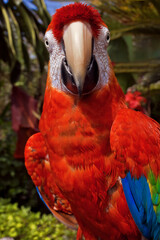Scarlet Macaw (Ara macao)