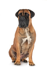 young bullmastiff in studio