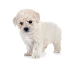 Bichon Frise in studio