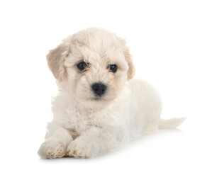 Obraz premium Bichon Frise in studio