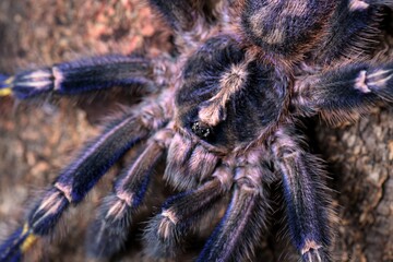 It is one of the most beautiful and outstanding species in the world of Tarantula because of the beauty of the species. This is blue all over the body. With pattern on the bottom Native to India