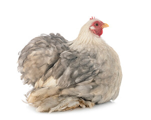 Pekin Bantam in studio