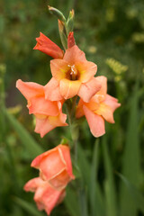 Beautiful orange gladiolus grow and bloom in the garden. Floral background growing summer flowers