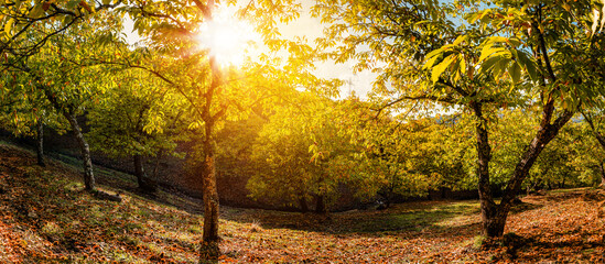 Panoramic view of a chestnut forest in autumn with sun rays. Trekking route, scenic, around the villages of Parauta, Cartajima and Igualeja in Malaga, Spain