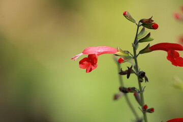 Beautiful flowers in a garden.