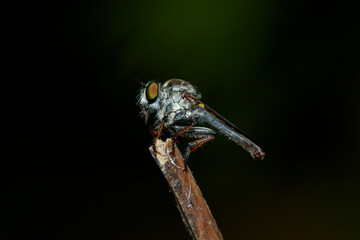 Image of a robber fly(Asilidae) on a branch. Insect. Animal