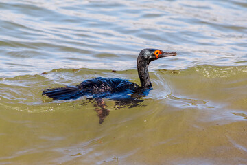 Rock Shag (Leucocarbo magellanicus) in Ushuaia area, Land of Fire (Tierra del Fuego), Argentina