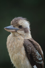 Portrait of a Laughing Kookaburra taken in Queensland, Australia.