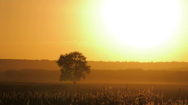 Silhouette of a big oak against sunset.