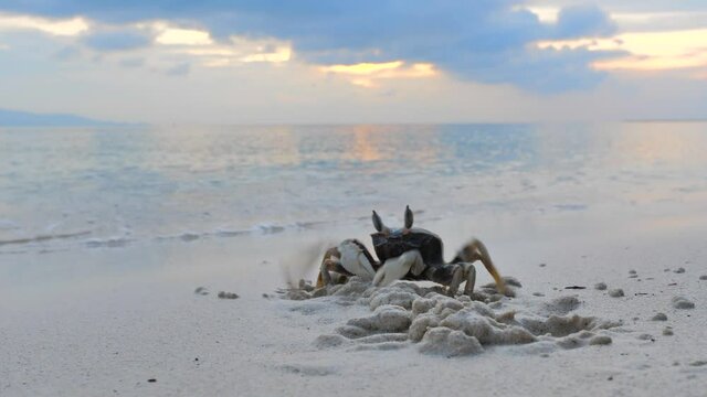 Sand crab hiding in  sand beach 