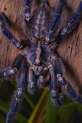 It is one of the most beautiful and outstanding species in the world of Tarantula because of the beauty of the species. This is blue all over the body. With pattern on the bottom Native to India