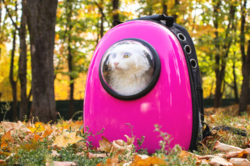 White cat in a backpack with a porthole in yellow leaves. The kitten looks out the window of the pink backpack. Backpack for carrying animals. Pet Friendly Concept. Autumn season. 
