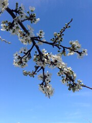 Весна, цветение абрикоса