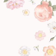 Fototapeta na wymiar pink rose floral background